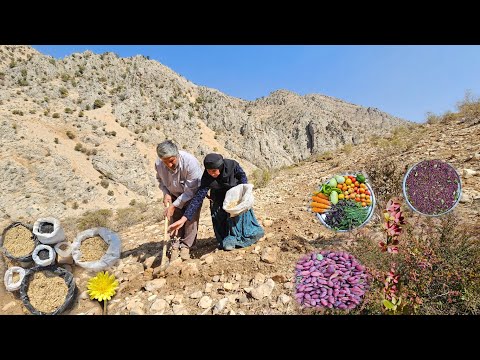 Видео: Кочевая жизнь: посадка дикорастущих семян и сбор барбариса и органических овощей за один день 🍅🌿