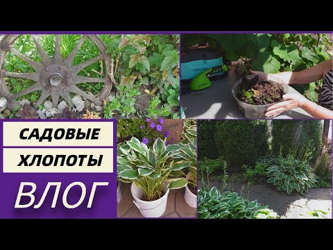 Видео: Садовые хлопоты/Дел уйма/Кот это жидкость/Клубника взбесилась@SubTatiana