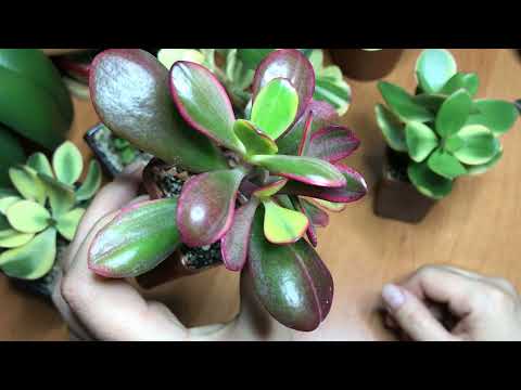 Видео: Вариегатные крассулы. ДД