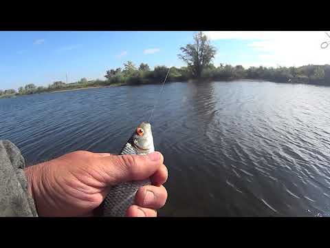 Видео: Сорога на спиннинг.  Проводка имеет значение.  Реальные селедки