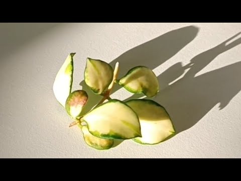 Видео: УКОРЕНЯЮ хойю Хешкелиана ✅ I root Heshkeliana hoya