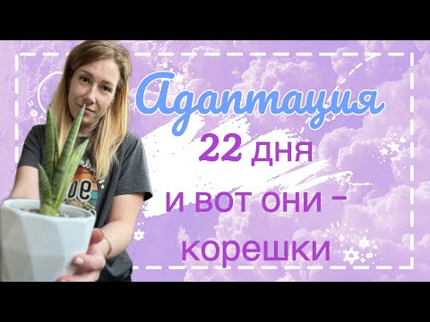 Видео: Адаптация санс из Индонезии - что и как. #sansevieria #сансевиерия #сансы