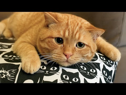 Видео: 19-летний Кот встречает Хозяина, которого он не видел 7 лет. Только посмотрите на реакцию Кота!