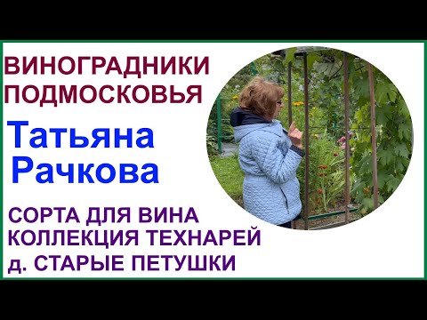 Видео: Виноградник Татьяны Рачковой, Старые ПетушкиВладимирская область. Сорта для северного виноделия.