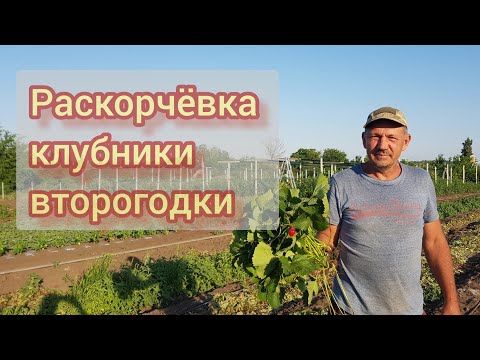Видео: Готовимся к перезакладке клубники садовой