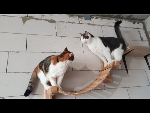 Видео: Хроніки котоквартири🐈‍⬛🐈