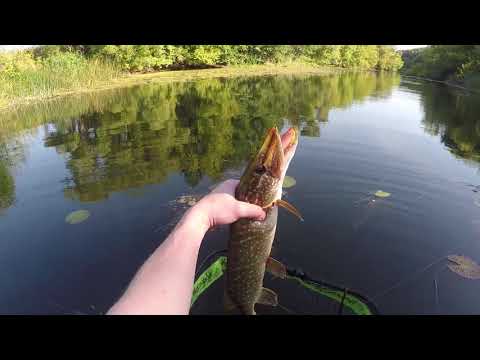 Видео: Первая рыбалка с Shimano 19 Antares.