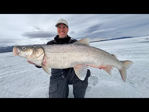 Видео: Подледная рыбалка на тунца в Юконе