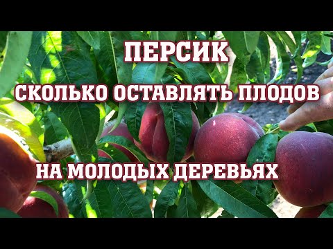 Видео: Сколько плодов оставлять на молодых деревьях??? Сорт Свит Дрим