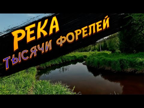 Видео: Река тысячи форелей. Ловля форели на сухую мушку
