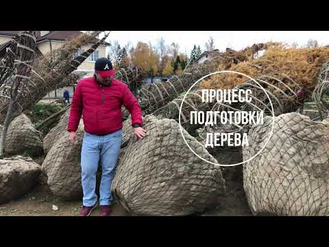 Видео: Крупномеры: Выкопать из леса и на участок? Лучше не делай так! Узнай тут почему!