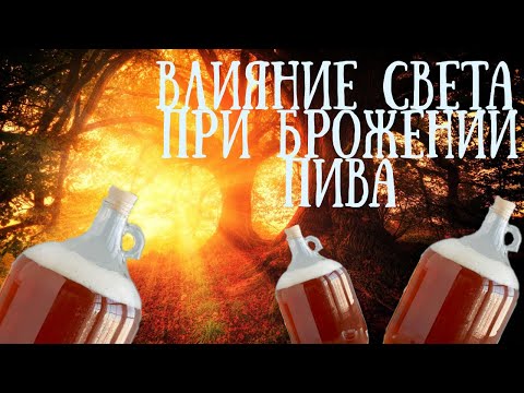Видео: Свет это вред для пивного сусла?!!?Правда?Как свет влияет на пивное сусло при брожении!