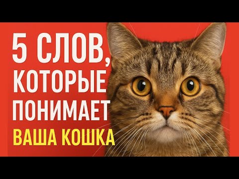 Видео: 5 слов которые понимает ваша кошка
