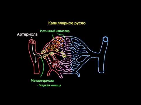 Видео: Предкапиллярные сфинктеры