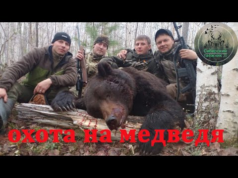 Видео: ОХОТА НА МЕДВЕДЯ , ПРИВАДА