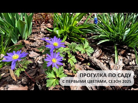 Видео: Прогулка по саду с первыми цветами (первоцветами) сезона 2025