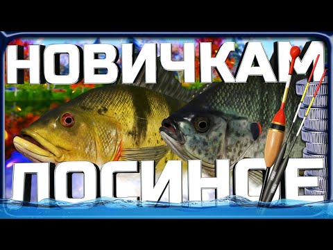 Видео: РР4 ЛУЧШИЙ ФАРМ и ПРОКАЧКА для НОВИЧКОВ на ЛОСИНОМ ОЗЕРЕ!