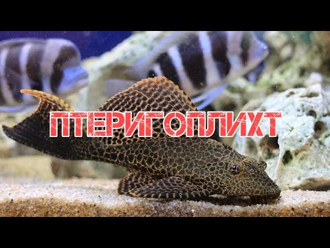 Видео: ПТЕРИГОПЛИХТ ПАРЧОВЫЙ СОМ.СОДЕРЖАНИЕ В АКВАРИУМЕ