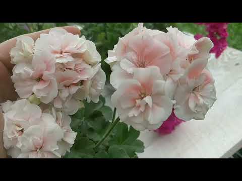 Видео: Обзор цветения пеларгоний. Июль 2023