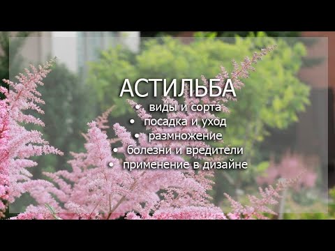 Видео: Астильба