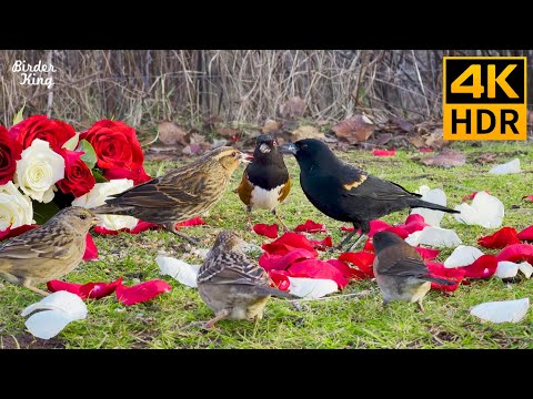 Видео: кошка тв 😺❤️ птицы и розы на лужайке 🐦🌹 8 часов (4K HDR)