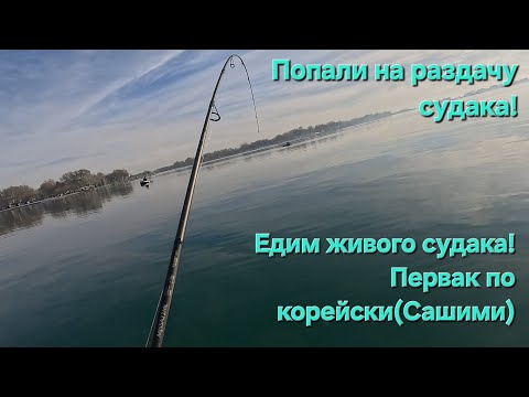 Видео: Ловим судака в Узбекистане! Клюет как из пулемета!Делаем из живого судака первак по корейски(сашими)
