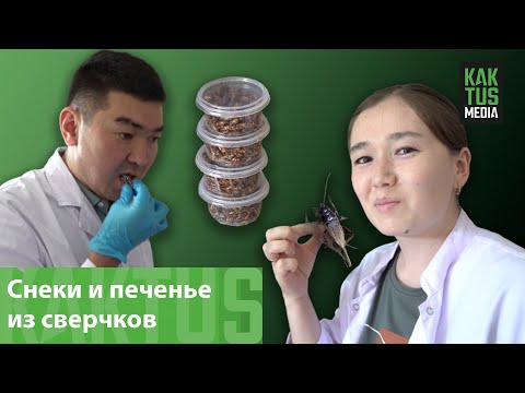 Видео: "Из 300 голов вырастил 1 500 000". В Бишкеке появилась сверчковая ферма.