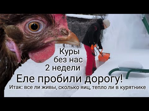 Видео: Курятник на даче. Январь. Холодно. Куры одни всего 2 недели. Смотрим результаты