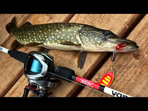 Видео: Быстрая рыбалка удалась! #fishing #рыбалка #castingfishing #щука #pikefishing