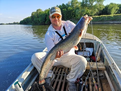 Видео: Сом на Квок, Ахтуба 2019 и мой первый трофейчик на десяточку
