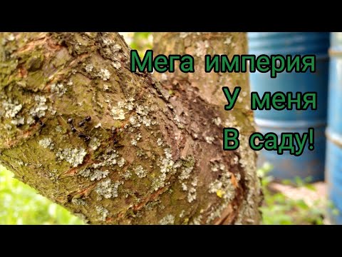 Видео: Лазиус Фулигинозус, гигантская колония!