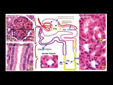 Видео: Гистологическое строение почки. Препарат: Почка.Часть 1: Строение нефрона. Типы нефронов.