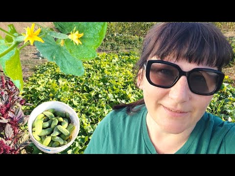 Видео: Теперь огурцы собираю вёдрами!! 