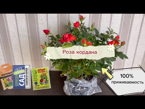 Видео: Роза кордана или роза из пятерочки 🤩Пересадка, уход,адаптация после покупки🌹