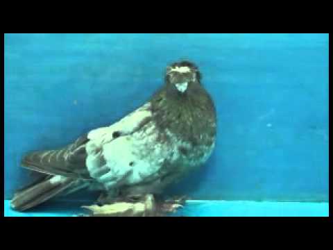 Видео: ЧЕЛКАРИ, ПОЛОСАТЫЕ, ПЕПЕЛЬНЫЕ И ТАСМАНЫ часть 1 Голуби Гиталова Алматы