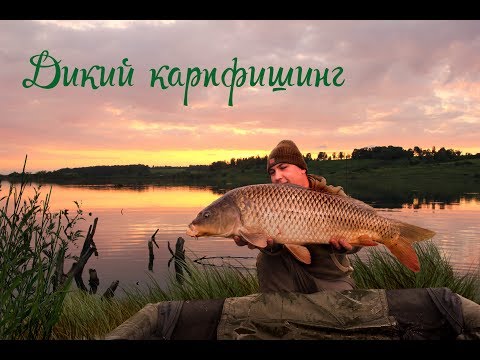 Видео: Дикий карпфшинг. Ловля карпа в корягах