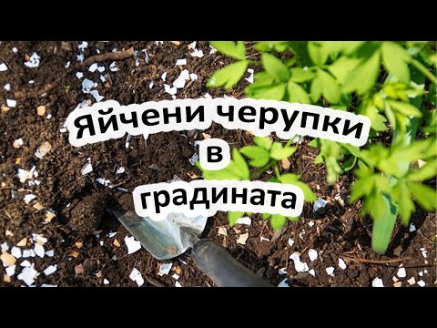 Видео: ЯЙЧЕНИ ЧЕРУПКИ В ГРАДИНАТА | Как да използваме яйчените черупки? | Не ги изхвърляйте!