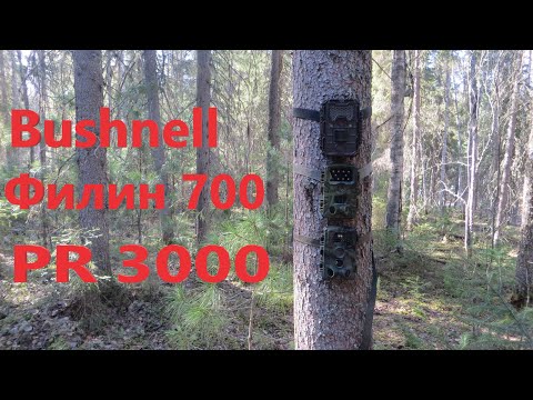 Видео: Эксперимент с фотоловушками Bushnell Филин 700 PR 3000 неожиданный результат три разных картины