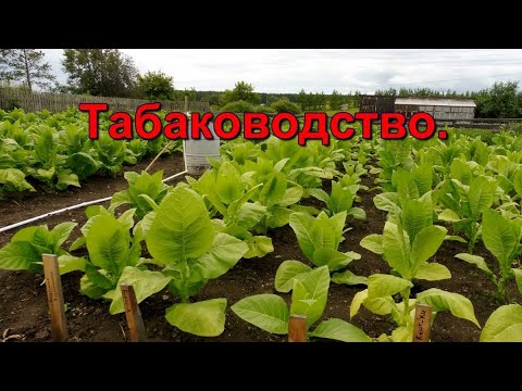 Видео: Табаководство - Табак подрос, прополка плоскорезом.