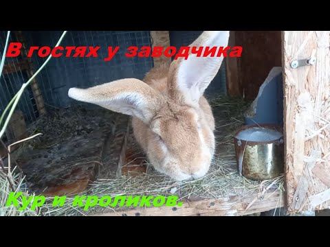 Видео: В гостях у заводчика кроликов и кур.