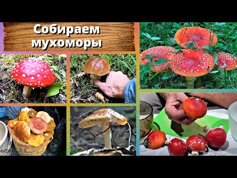 Видео: Собираем мухоморы. Очень вкусные грибы!