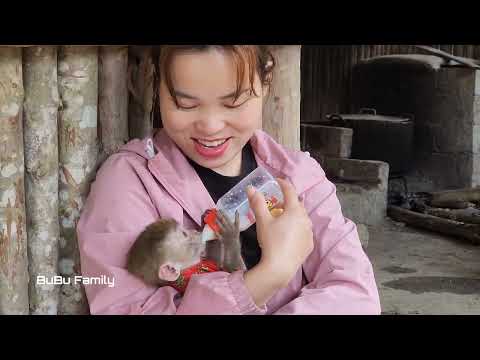 Видео: К несчастью, обезьянка упала в глубокую яму, что вызвало панику у его матери.