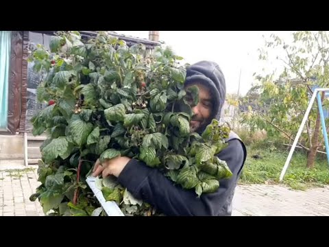 Видео: У нас теперь есть валюта...меняемся. Посадили малину.