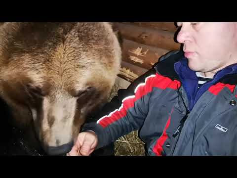 Видео: Как медведь засыпает на коленях у человека