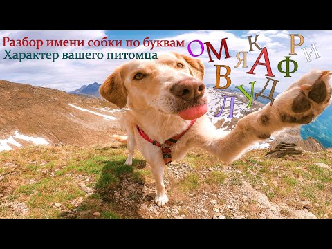 Видео: Узнайте значение имени ВАШЕЙ собаки по буквам.  ХАРАКТЕР ВАШЕЙ СОБАКИ.