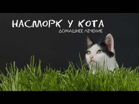 Видео: Лечение - насморк у кота!  Кошка и сопли лечение без затрат! Домашнее лечение