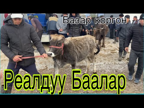 Видео: 16 ноябрь2025 Базар коргон Мал базары Реалдуу Баалар 