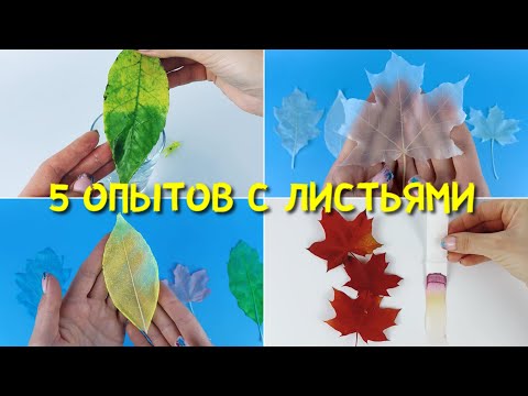 Видео: 5 опытов с осенними листьями | Наука для детей | Хроматография, скелетирование и сохранение