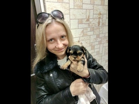 Видео: VLOG: Едем за щенком!! Щенок йоркширского терьера