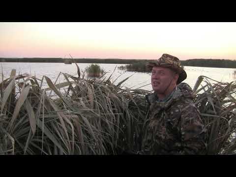 Видео: Охота на лысуху на Кущеватом лимане Кубани